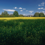 A conexão entre o campo e a sustentabilidade revela como a visão estratégica rural molda o futuro produtivo, observa Hebron Costa Cruz de Oliveira.