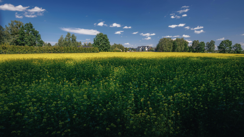 A conexão entre o campo e a sustentabilidade revela como a visão estratégica rural molda o futuro produtivo, observa Hebron Costa Cruz de Oliveira.