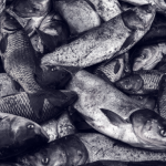 Ação da Polícia Ambiental reforça combate à pesca ilegal em Rio Grande