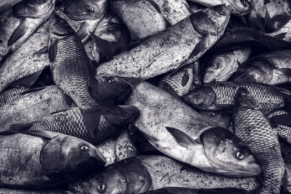 Ação da Polícia Ambiental reforça combate à pesca ilegal em Rio Grande