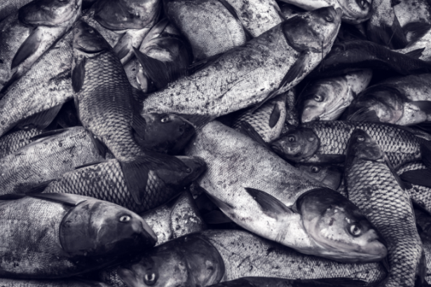 Ação da Polícia Ambiental reforça combate à pesca ilegal em Rio Grande