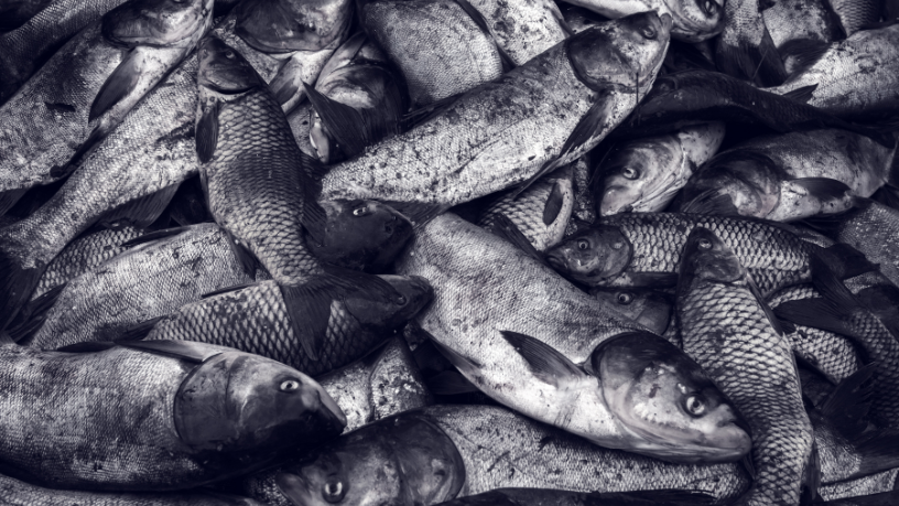 Ação da Polícia Ambiental reforça combate à pesca ilegal em Rio Grande