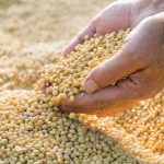 Desafios da soja no Brasil: setor agroindustrial se mobiliza em Rio Grande para redefinir estratégias
