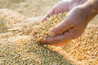 Desafios da soja no Brasil: setor agroindustrial se mobiliza em Rio Grande para redefinir estratégias