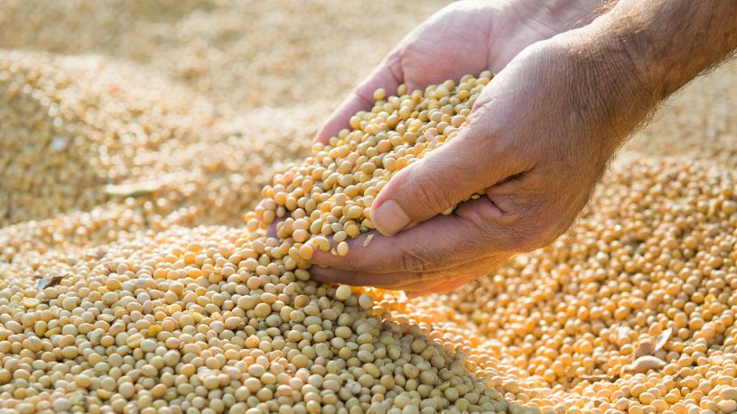 Desafios da soja no Brasil: setor agroindustrial se mobiliza em Rio Grande para redefinir estratégias