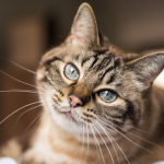 Castração de Gatos em Canoas: Estratégia de Bem-Estar Animal e Controle Populacional