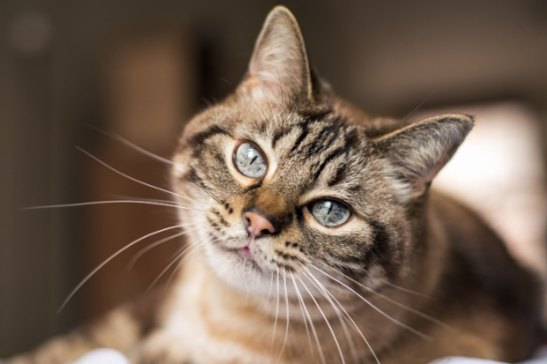 Castração de Gatos em Canoas: Estratégia de Bem-Estar Animal e Controle Populacional