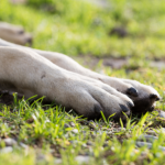 A violência contra cães comunitários no Rio Grande do Sul e a urgência de políticas de proteção animal