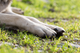 A violência contra cães comunitários no Rio Grande do Sul e a urgência de políticas de proteção animal