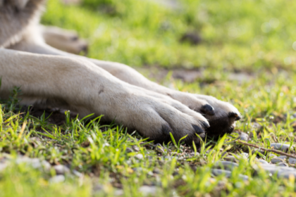 A violência contra cães comunitários no Rio Grande do Sul e a urgência de políticas de proteção animal