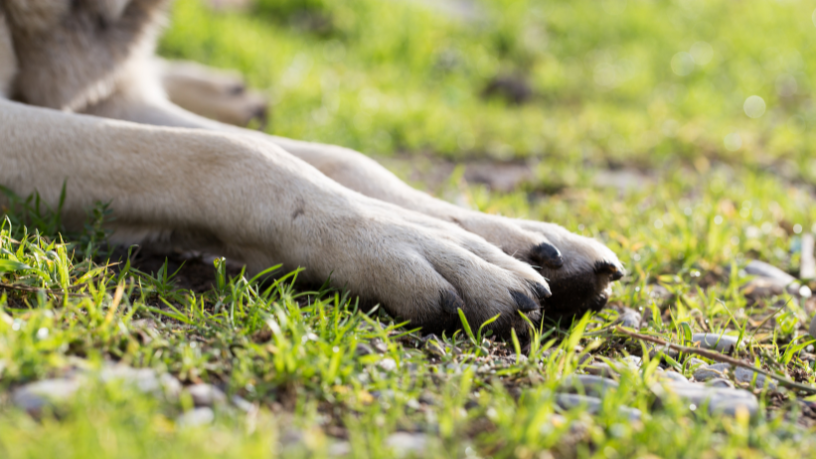 A violência contra cães comunitários no Rio Grande do Sul e a urgência de políticas de proteção animal