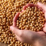 Perda de qualidade da soja no Rio Grande do Sul acende alerta no agronegócio e pressiona produtividade