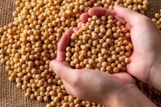 Perda de qualidade da soja no Rio Grande do Sul acende alerta no agronegócio e pressiona produtividade