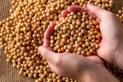 Perda de qualidade da soja no Rio Grande do Sul acende alerta no agronegócio e pressiona produtividade