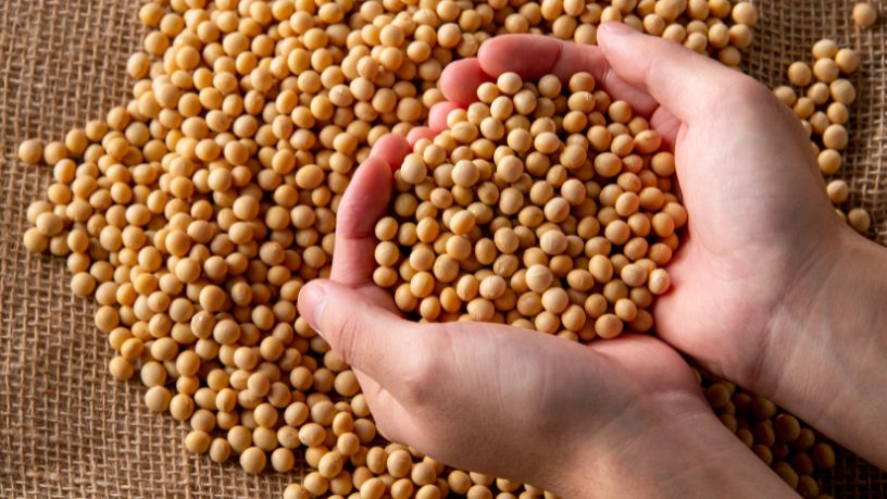 Perda de qualidade da soja no Rio Grande do Sul acende alerta no agronegócio e pressiona produtividade