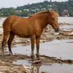 O Cavalo Caramelo e o simbolismo dos monumentos na reconstrução da identidade regional pós-desastre