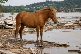 O Cavalo Caramelo e o simbolismo dos monumentos na reconstrução da identidade regional pós-desastre