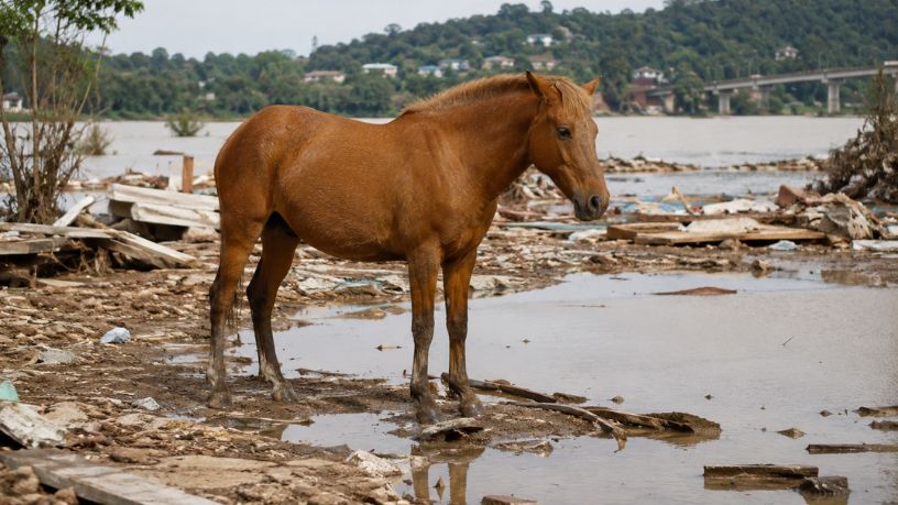 O Cavalo Caramelo e o simbolismo dos monumentos na reconstrução da identidade regional pós-desastre