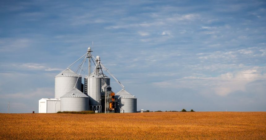 Silos de armazenamento de grãos em meio a uma plantação agrícola sob céu azul