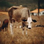 Gado pastando em uma área de pastagem seca, com outros animais ao fundo.