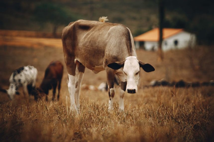 Gado pastando em uma área de pastagem seca, com outros animais ao fundo.