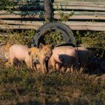 Grupo de leitões em uma propriedade rural no Brasil