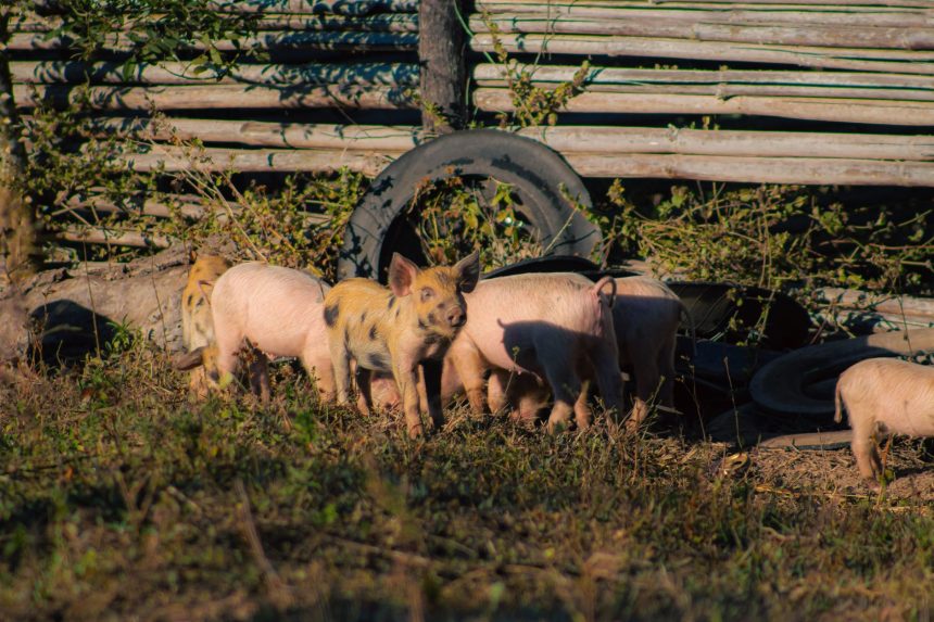 Grupo de leitões em uma propriedade rural no Brasil