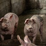 Dois suínos em um espaço interno de criação em uma propriedade rural.