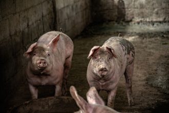 Dois suínos em um espaço interno de criação em uma propriedade rural.
