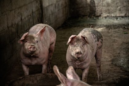 Dois suínos em um espaço interno de criação em uma propriedade rural.